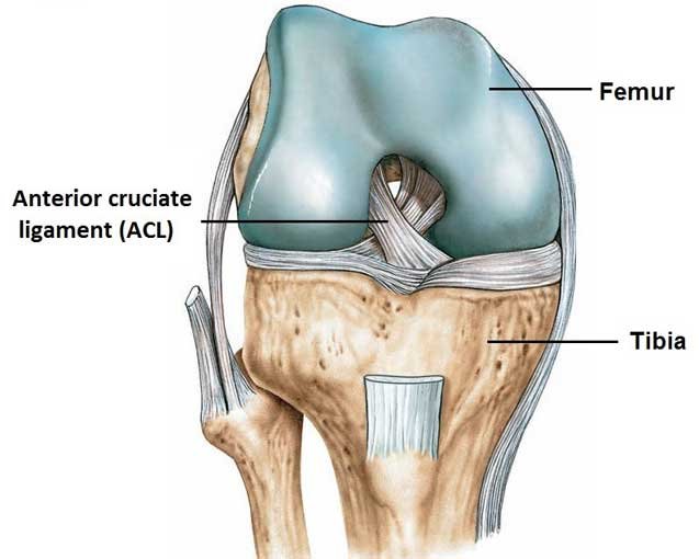 Anterior cruciate ligament injury (ACL) Hip and Knee clinic