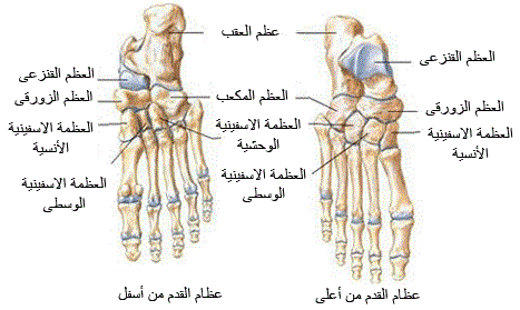 عظام القدم والكاحل