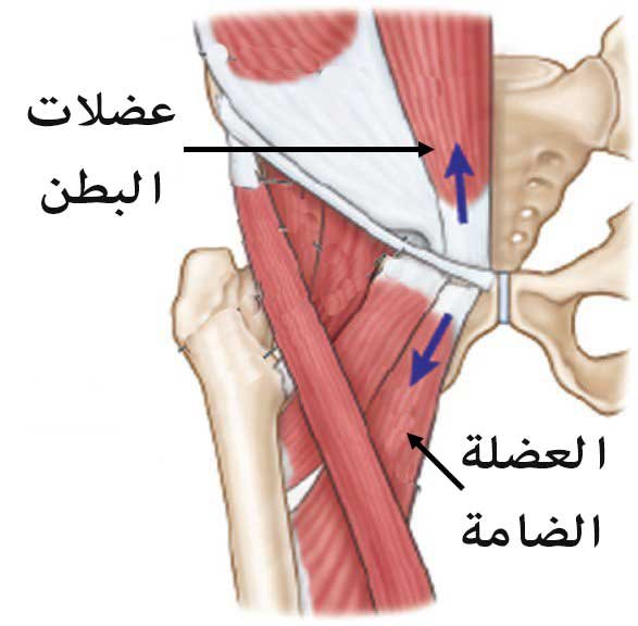 الإصابة تحدث نتيجة تمزق الانسجة عند موضع التقاء البطن بالفخذ
