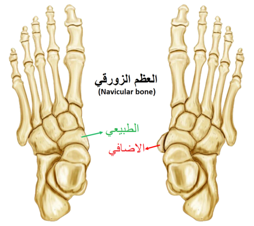 العظم الزورقي الإضافي
 (Accessory navicular bone)