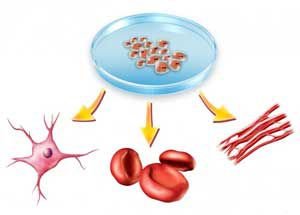 الخلايا الجذعية