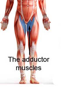 Adductor muscle injury (groin strain) 