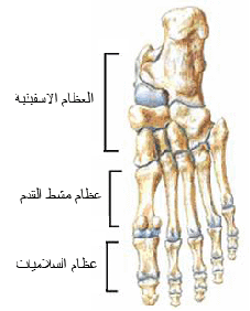 عظام-القدم