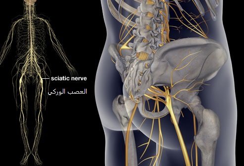 العصب الوركي (Sciatic Nerve) أطول أعصاب جسم الإنسان