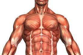 نسبة العضلات والدهون بالجسم أحد  مؤشرات الصحة العامة للانسان