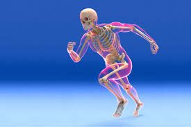 الجهاز العضلي الهيكلي ودوره في حركة الجسم