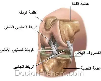 اربطة مفصل الركبة