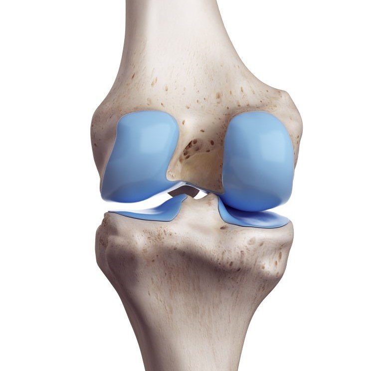 غضاريف الركبة