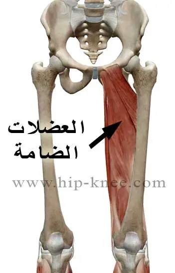 العضلات الضامة