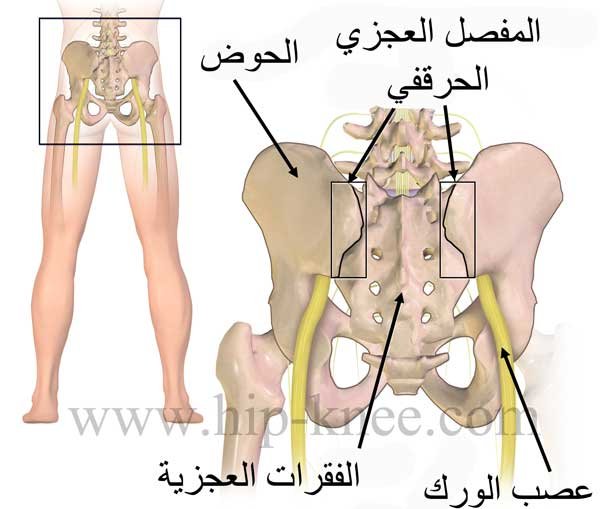المفصل العجزي الحرقفي