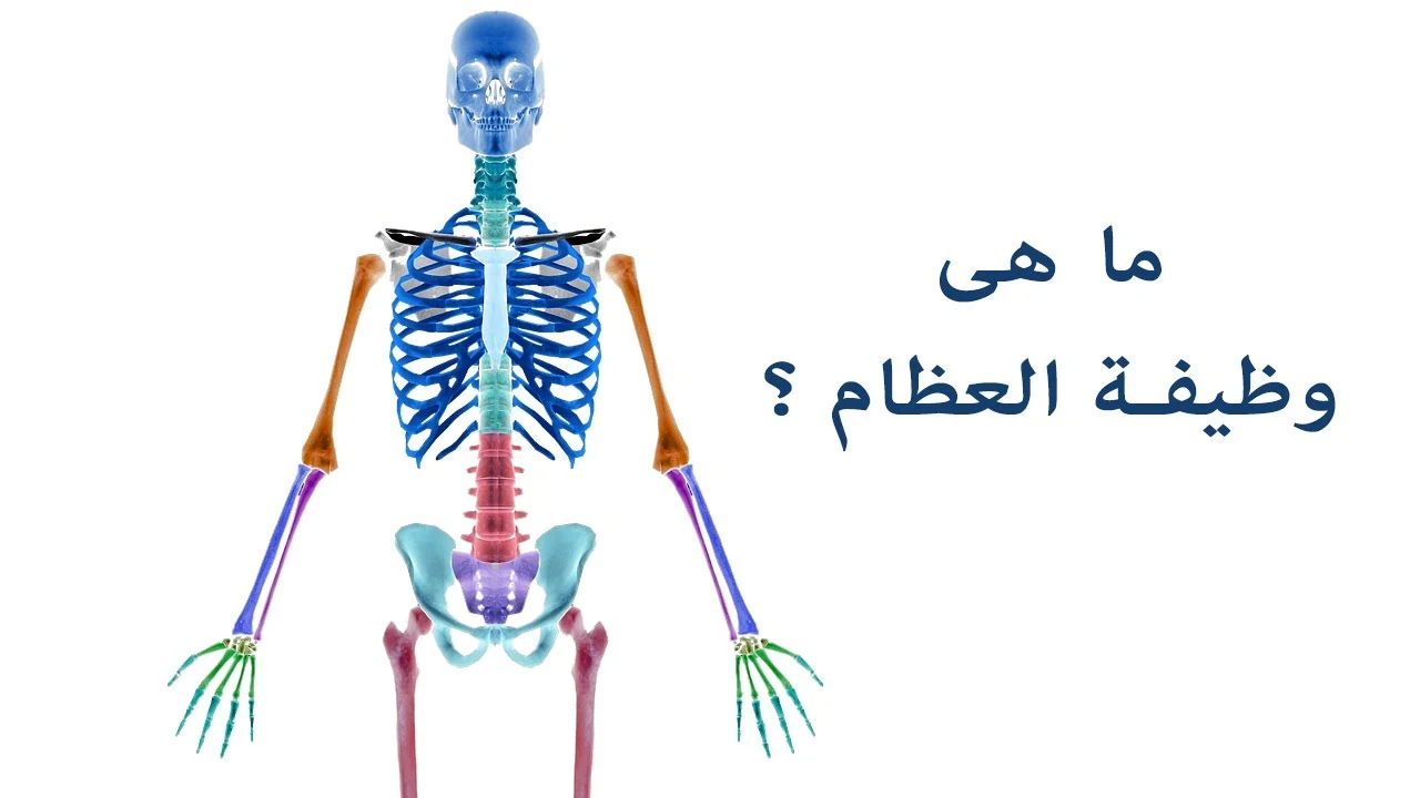 وظائف العظام الخمس للجسم